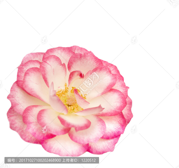 花卉