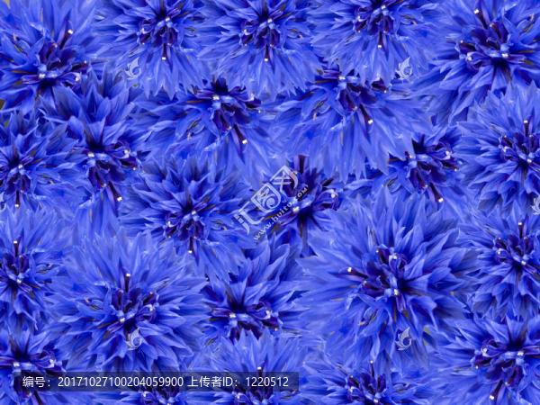 藍(lán)色的花