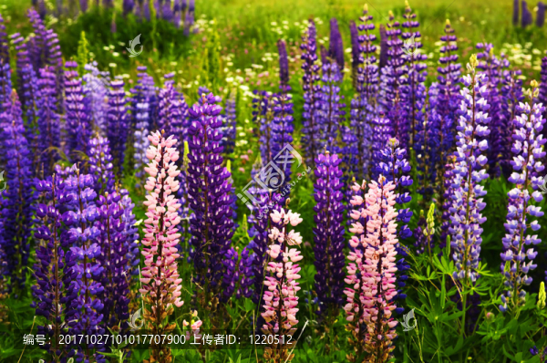 花園