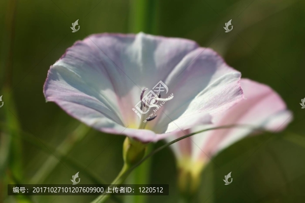 旋花