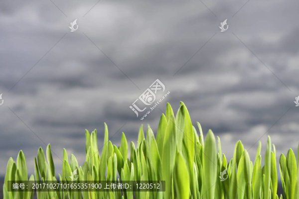 增長預(yù)測