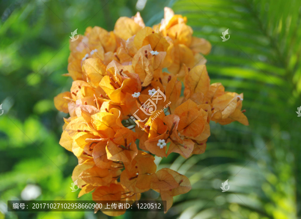 橙黃葉子花