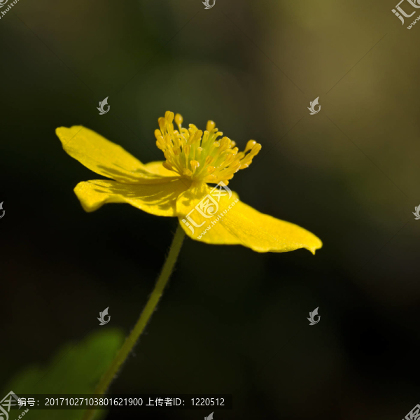 匍枝毛茛1
