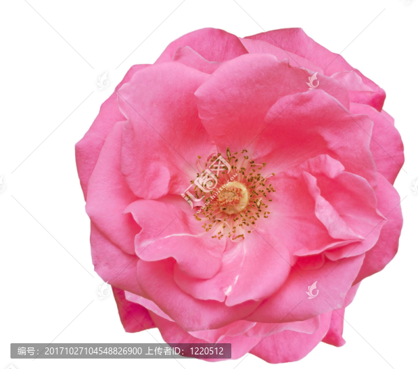 花卉