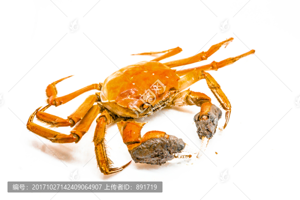 大閘蟹,高清大圖