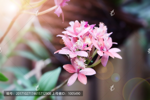 植物攝影花卉攝影