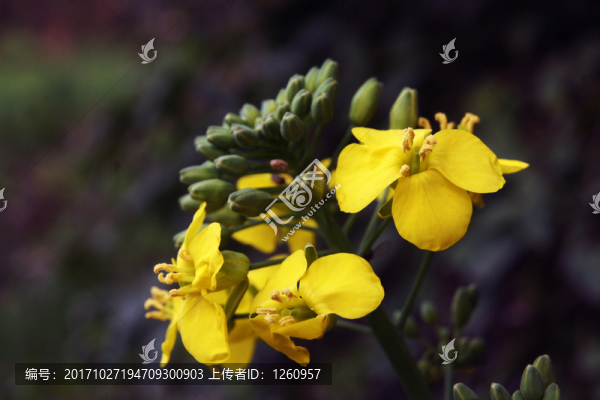 油菜花
