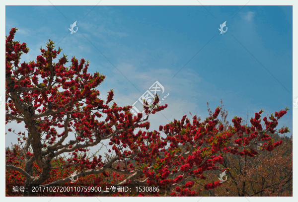 櫻花怒放