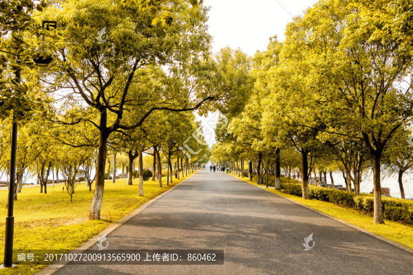 秋天樹影