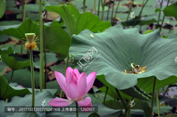荷花