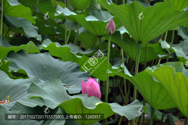 荷花