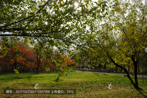 秋林