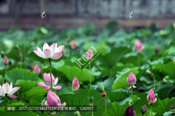 荷花