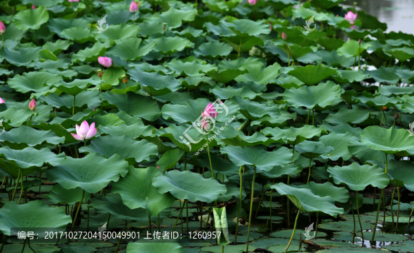 荷花塘