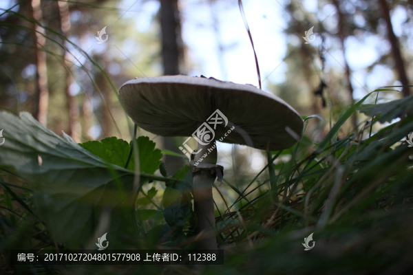 蘑菇,雷窩子,菌類,吃,野生