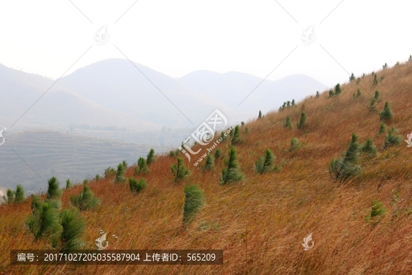 龍王尖風(fēng)景