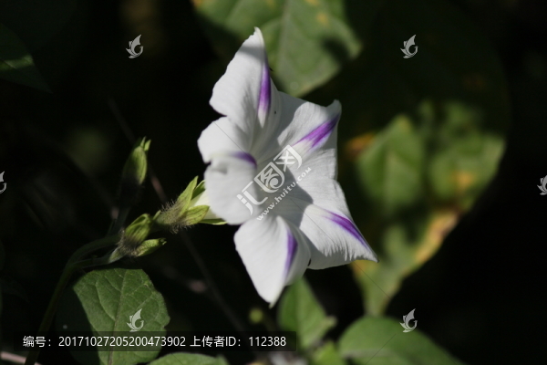 牽?；?喇叭花,粉,白,藍(lán),花