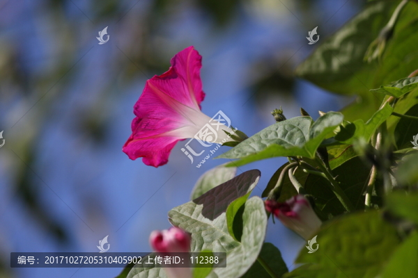 牽牛花,喇叭花,粉,白,藍(lán),花