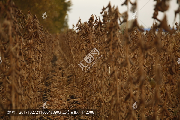 黃豆,豆地,大豆,秋收,收獲