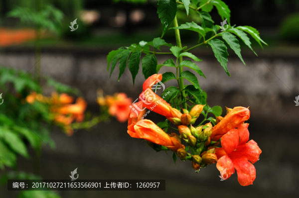 凌霄花
