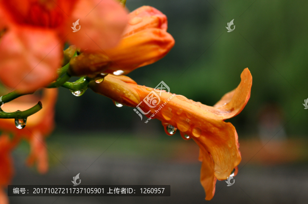 凌霄花