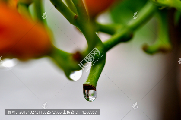 凌霄花