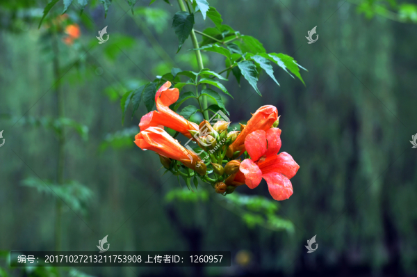 凌霄花