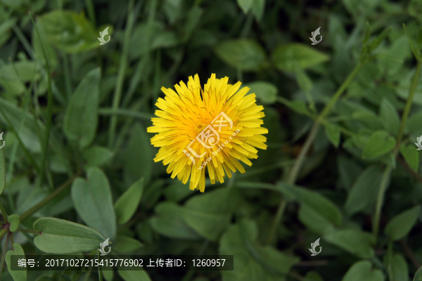 蒲公英小黃花