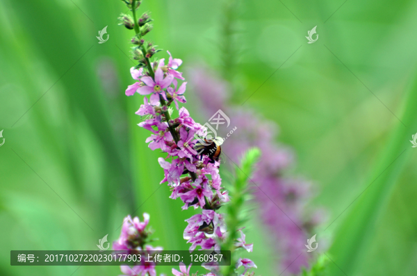 千屈菜