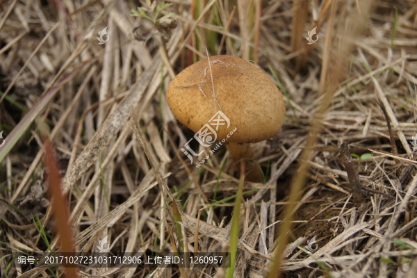 野蘑菇
