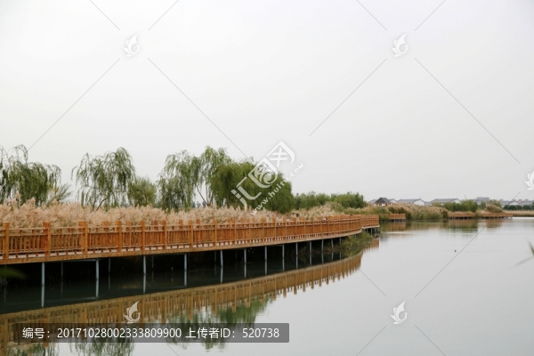 秋天,樹木,樹葉,彩葉