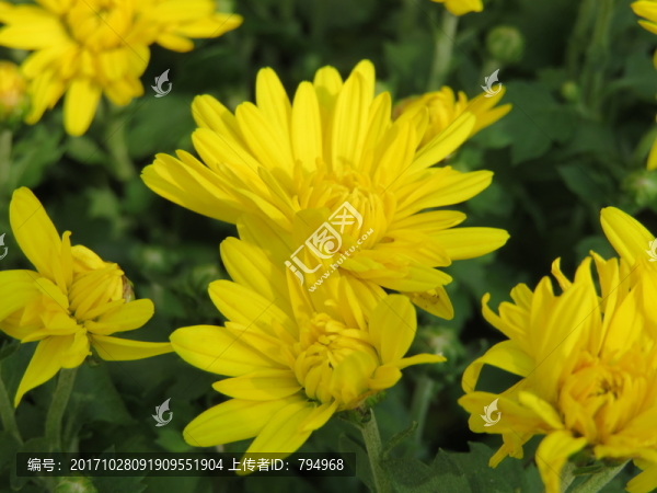 菊花