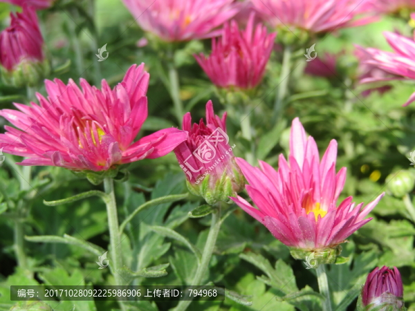 菊花