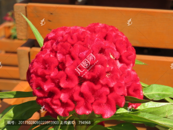 雞冠花