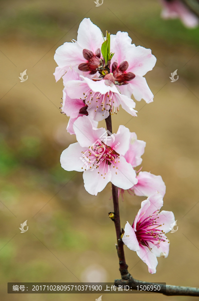 桃花9