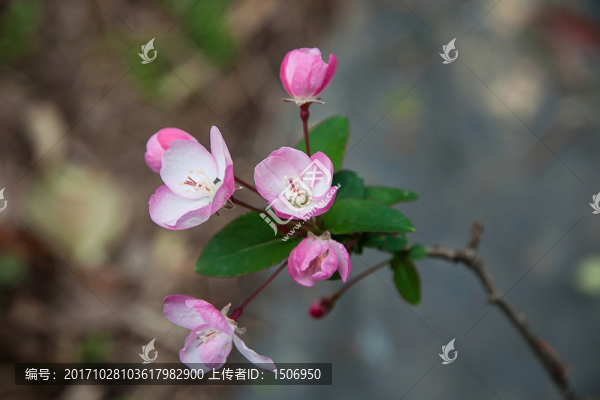 海棠花