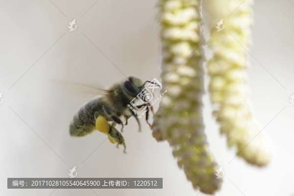 蜂花粉