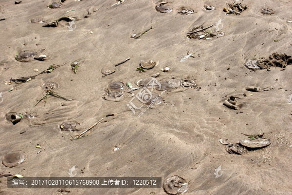魚