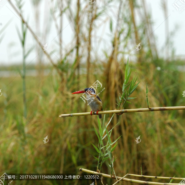 孔雀石翠鳥翠鳥屬雞冠花