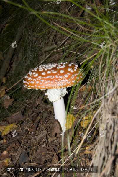 落葉闊葉林