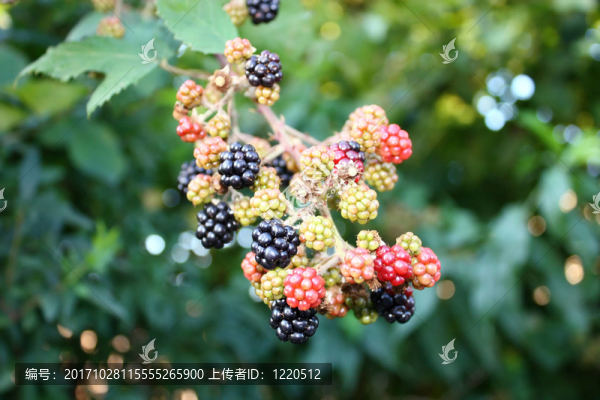 黑莓果的野生漿果枝黑色食品樹莓
