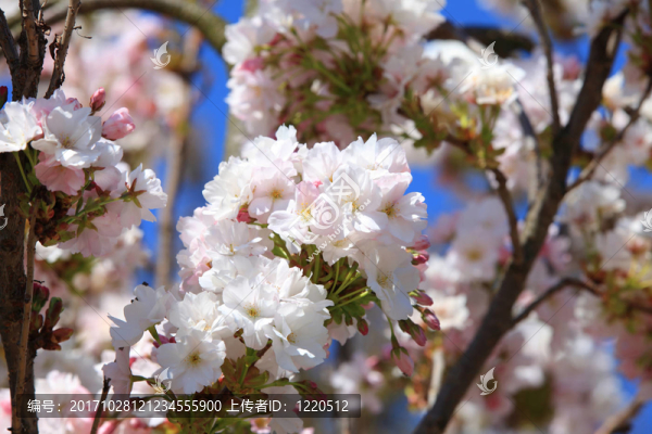 開花