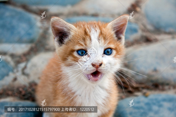 katzenbaby