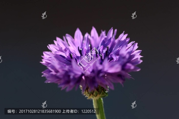 矢車菊的宏