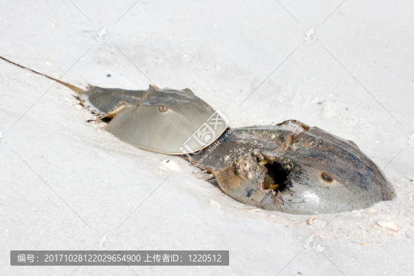 動(dòng)物