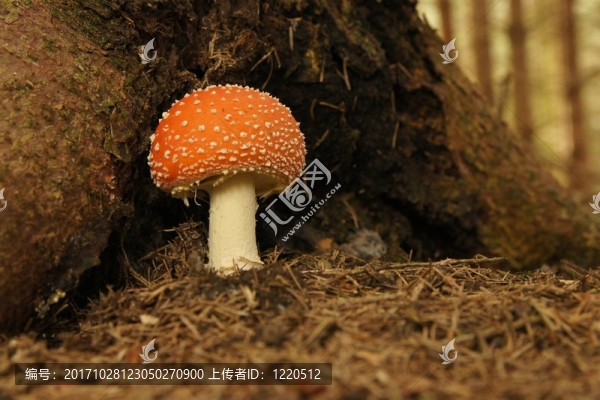 樹