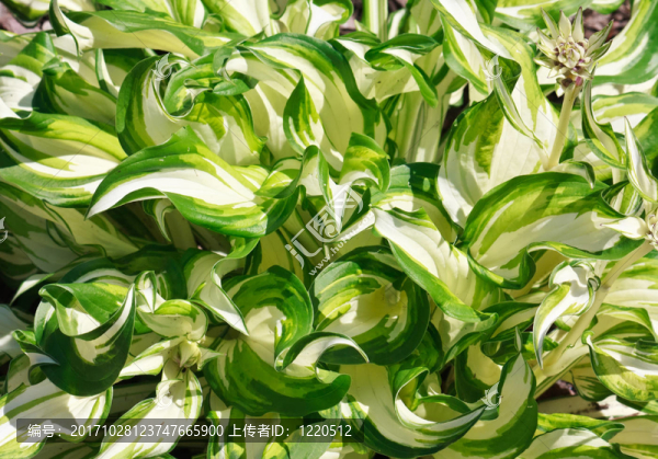 葉