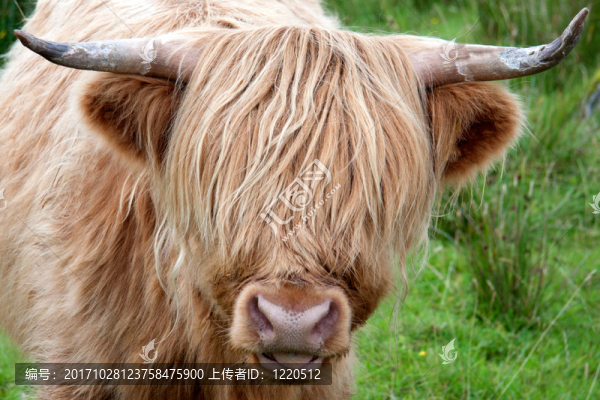 highlandcattle