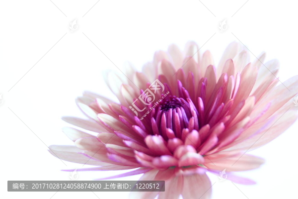 開(kāi)花