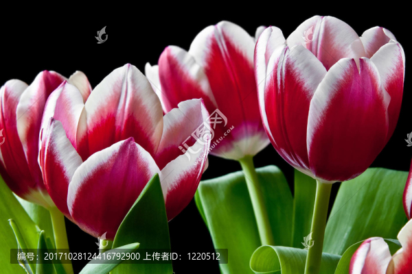 郁金香